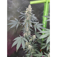 Nordkraut Blue Dream Fast