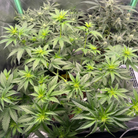 Nordkraut Blue Dream Fast