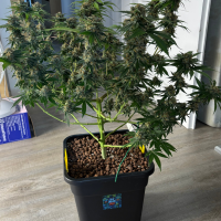 Nordkraut Blue Dream Fast