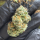 Nordkraut Blue Dream Fast