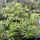 Nordkraut Blue Dream Fast