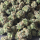 Nordkraut Blue Dream Fast