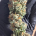 Nordkraut Blue Dream Fast