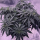 Nordkraut Blueberry