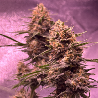 Nordkraut Blueberry Auto