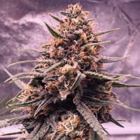 Nordkraut Blueberry Auto