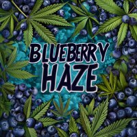 Nordkraut Blueberry Haze