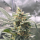 Nordkraut Critical X Cinderella