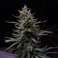 Nordkraut Forbidden Glue Auto