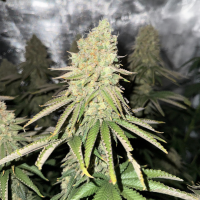 Nordkraut Frosted Alpha OG