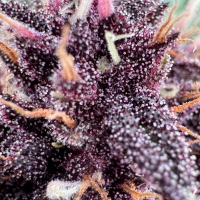 Nordkraut Gelato Auto