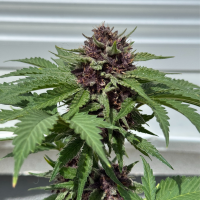 Nordkraut Gelato Auto