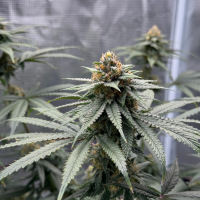 Nordkraut GG X Z X Runtz