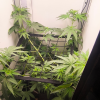 Nordkraut Granddaddy Purple