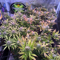 Nordkraut Iceberg Haze