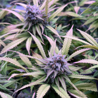 Nordkraut Iceberg Haze