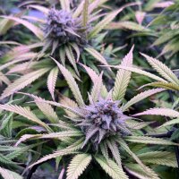 Nordkraut Iceberg Haze