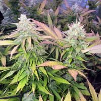 Nordkraut Iceberg Haze