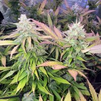 Nordkraut Iceberg Haze