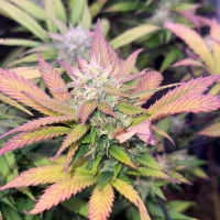 Nordkraut Iceberg Haze