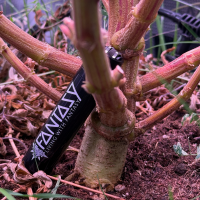 Nordkraut Iceberg Haze