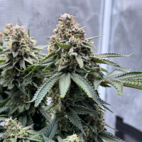 Nordkraut Northern Sage