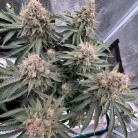 Nordkraut Northern Sage