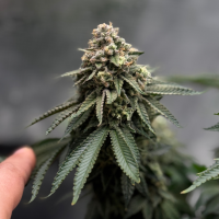 Nordkraut Northern Sage