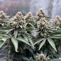 Nordkraut Northern Sage