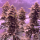 Nordkraut Purple Haze