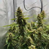 Nordkraut Skywalker OG