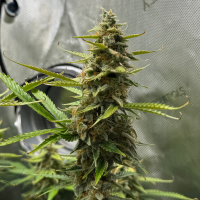 Nordkraut Skywalker OG