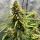 Nordkraut Skywalker OG
