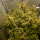 Nordkraut Skywalker OG