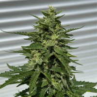 Nordkraut Snoozy Juice Auto