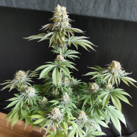 Nordkraut Sour Diesel