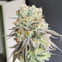 Nordkraut Sour Diesel