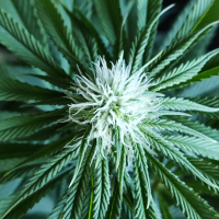 Nordkraut Sour Diesel Auto