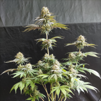 Nordkraut Sour Diesel Auto