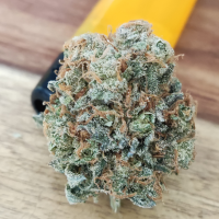 Nordkraut Sour Diesel Auto