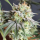 Nordkraut Sour Diesel Auto
