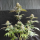 Nordkraut Sour Diesel Auto