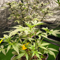 Nordkraut Strawberry Banana Auto