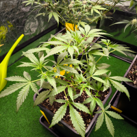 Nordkraut Strawberry Banana Auto