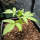 Nordkraut Strawberry Banana Auto