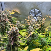 Nordkraut Super Silver Haze