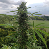 Nordkraut Super Silver Haze Auto