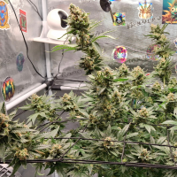 Nordkraut Vikings Gold